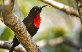 Scarlet-chested Sunbird