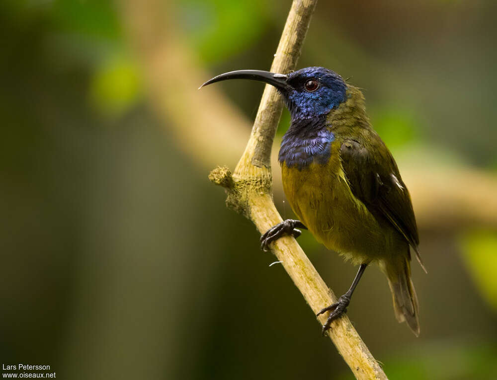 Souimanga à tête bleue mâle adulte, identification