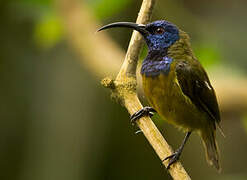 Cameroon Sunbird