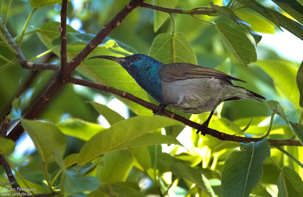 Green-headed Sunbird