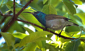 Green-headed Sunbird