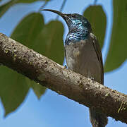 Green-headed Sunbird