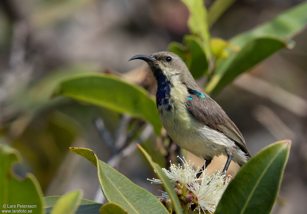 Variable Sunbird