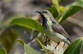 Variable Sunbird