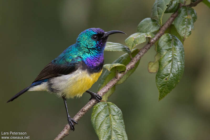 Variable Sunbird male adult breeding, identification