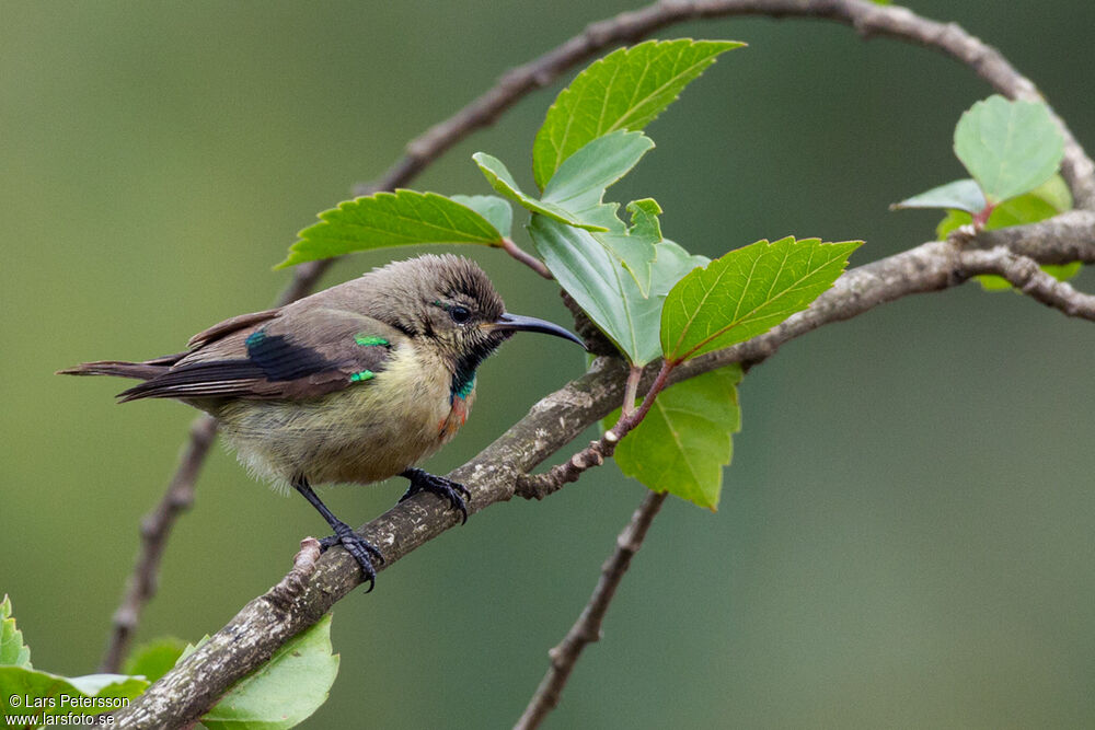 Variable Sunbird