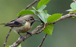 Variable Sunbird