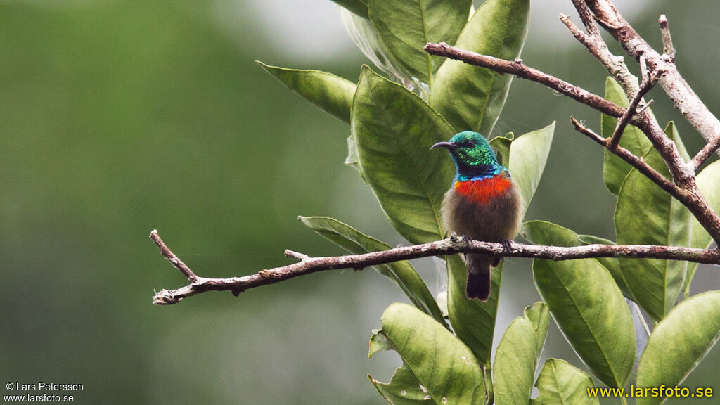 Olive-bellied Sunbird