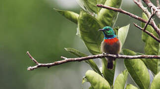 Olive-bellied Sunbird