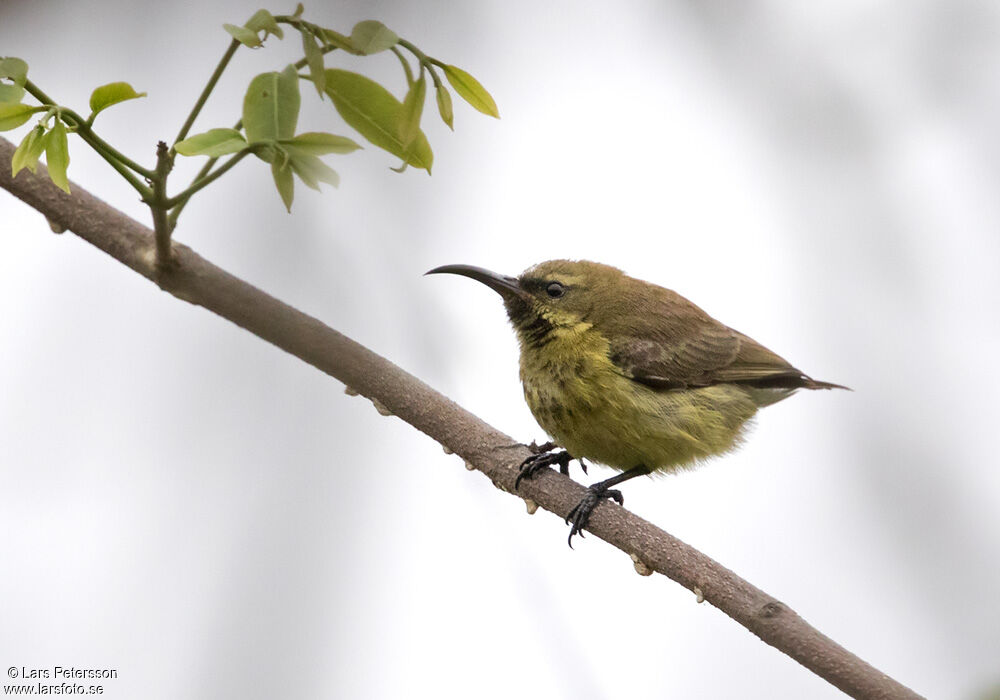 Amethyst Sunbird