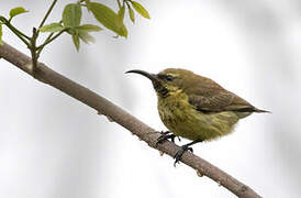 Amethyst Sunbird