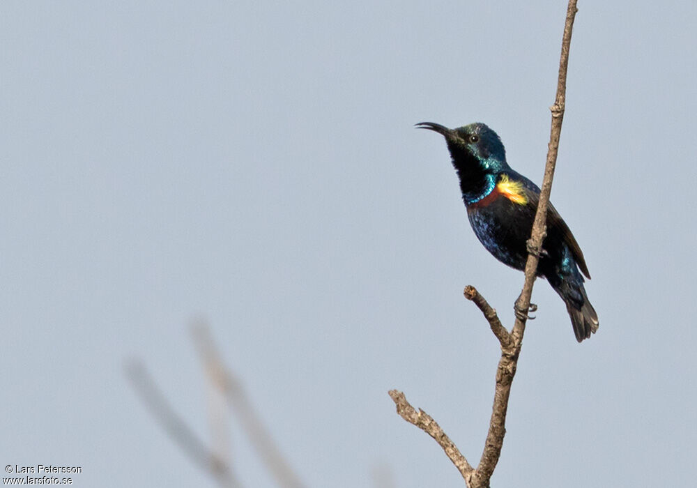 Purple Sunbird