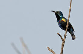 Purple Sunbird