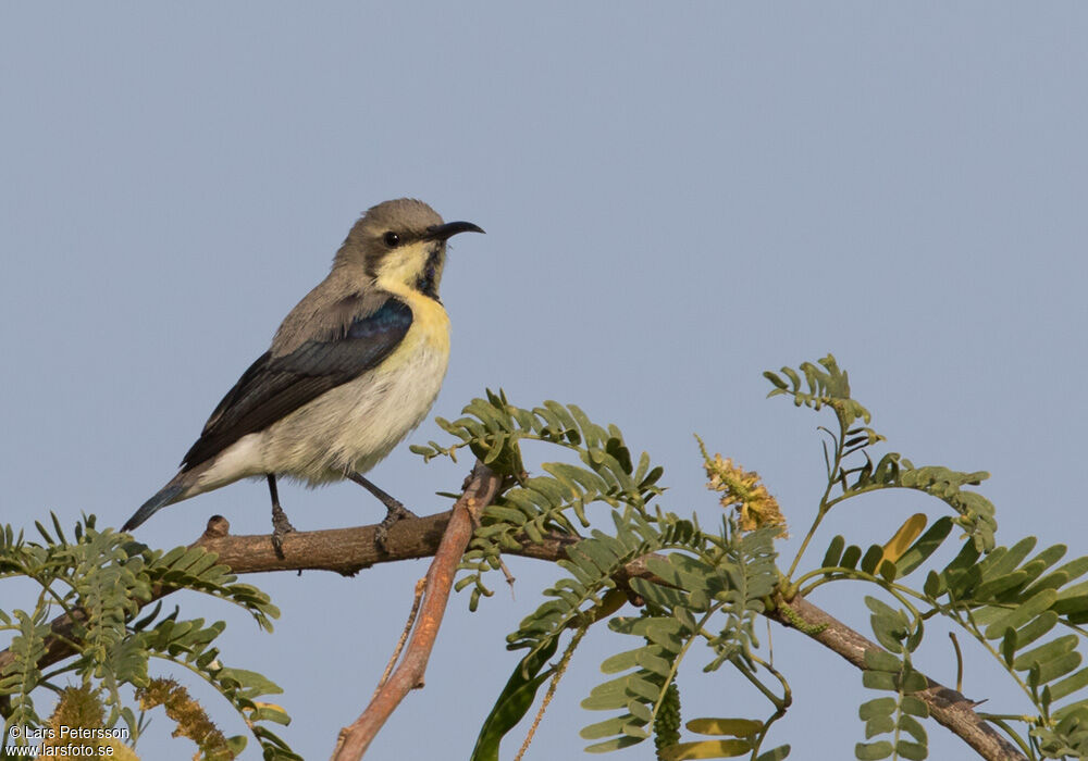 Purple Sunbird