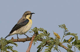 Purple Sunbird