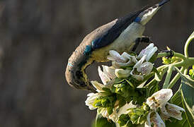 Purple Sunbird