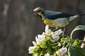 Purple Sunbird