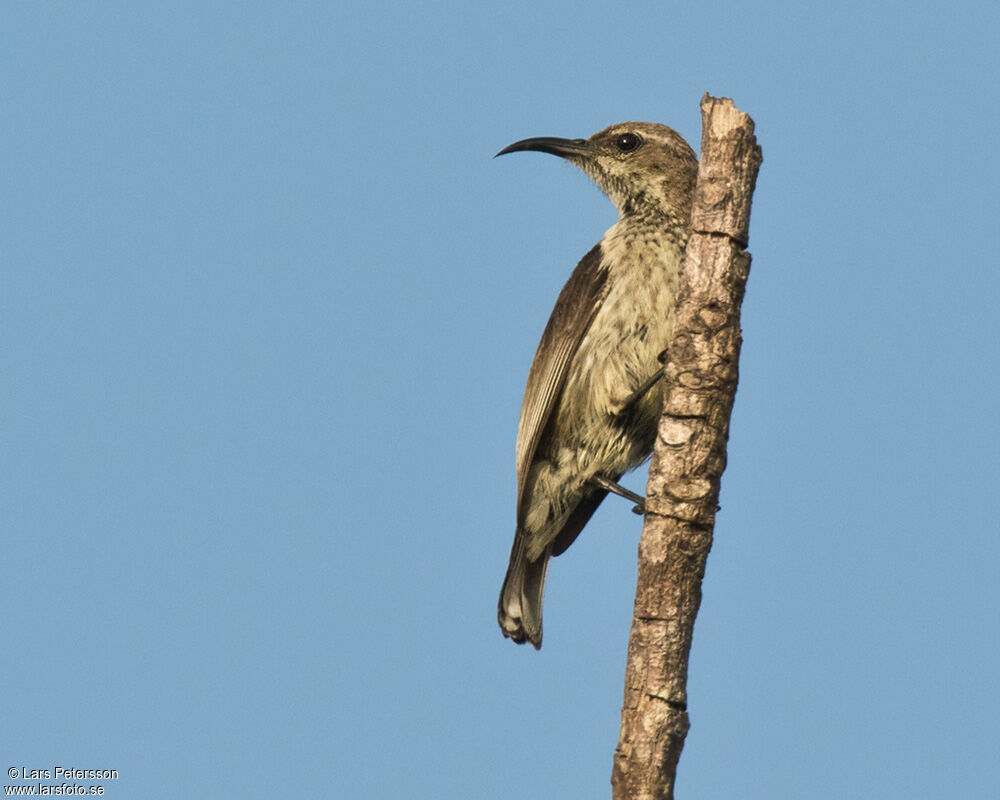 Purple-banded Sunbird