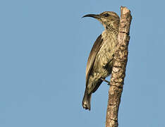 Purple-banded Sunbird