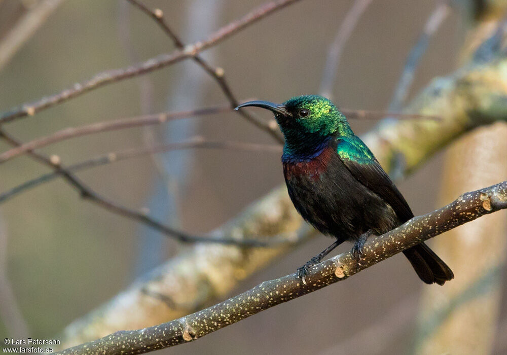 Purple-banded Sunbird