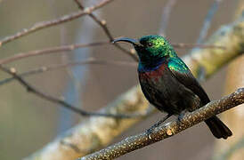 Purple-banded Sunbird