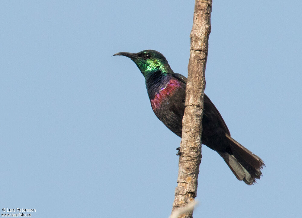 Purple-banded Sunbird