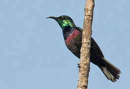 Purple-banded Sunbird