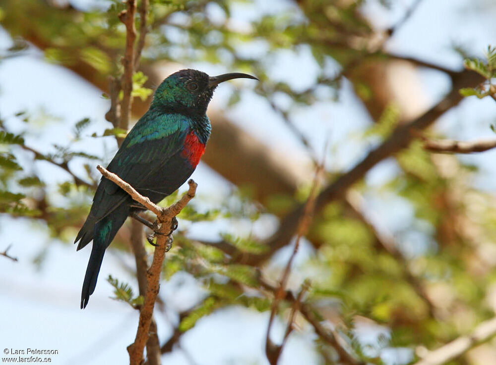 Shining Sunbird