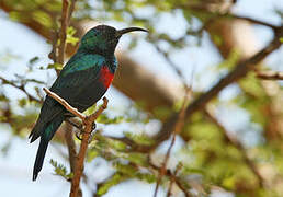 Shining Sunbird