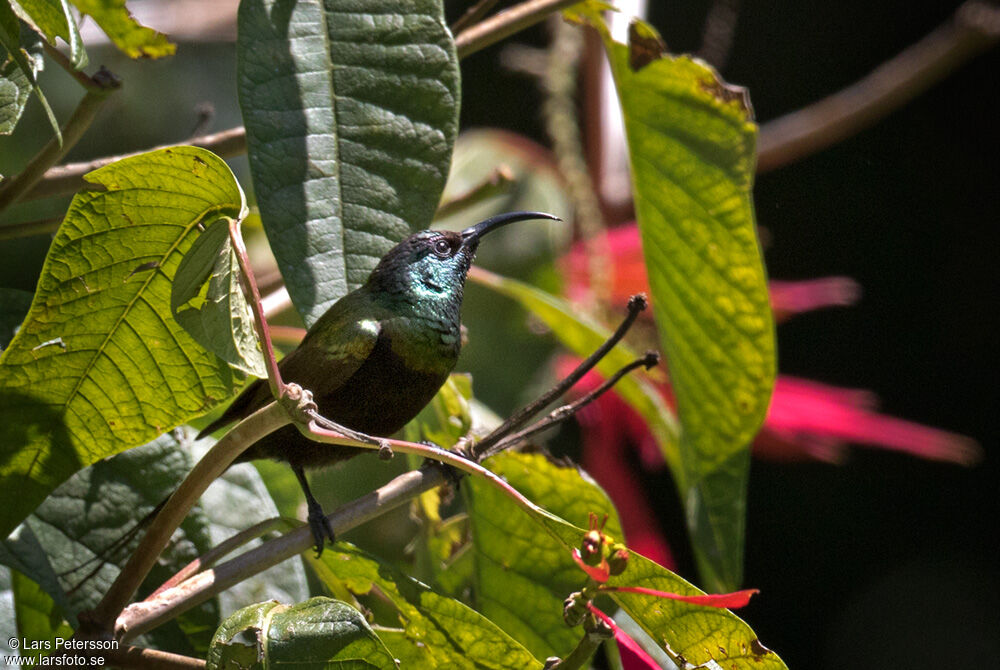 Bronze Sunbird