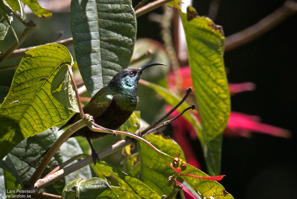 Bronzy Sunbird