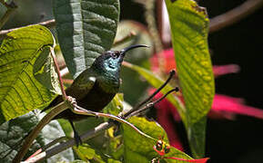 Bronzy Sunbird