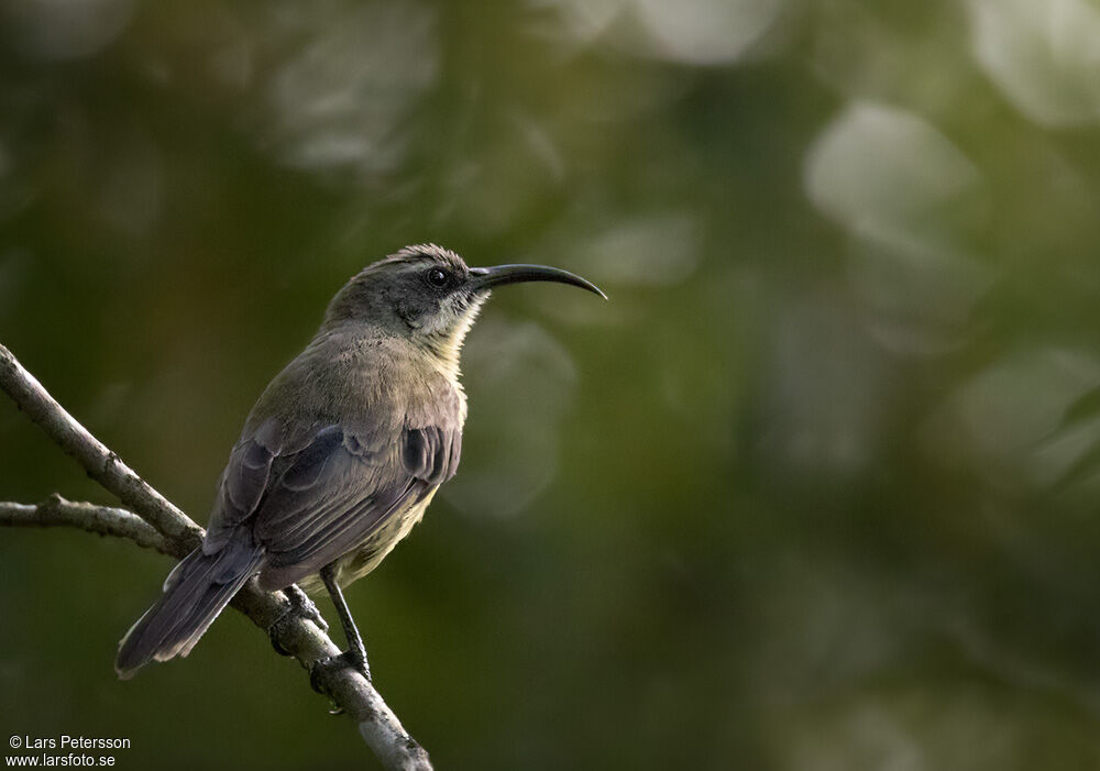 Bronzy Sunbird