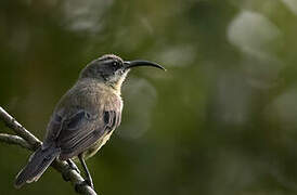 Bronzy Sunbird