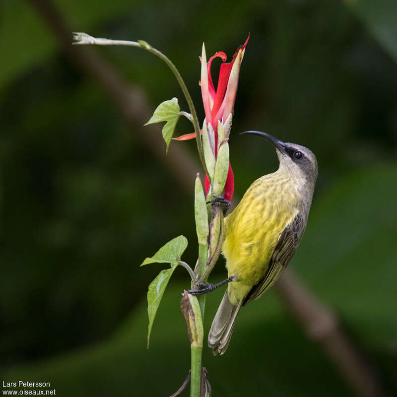 Bronze Sunbird female adult, eats