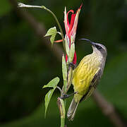 Bronzy Sunbird