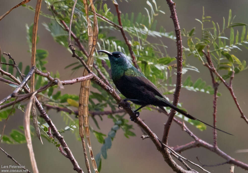 Bronzy Sunbird male adult, habitat, pigmentation