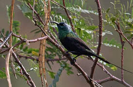 Bronzy Sunbird