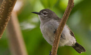 Mangrove Sunbird