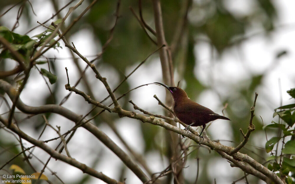 Carmelite Sunbird