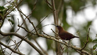 Carmelite Sunbird