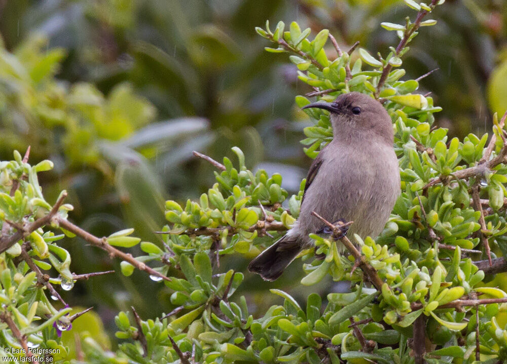 Southern Double-collared Sunbird