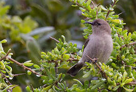 Southern Double-collared Sunbird