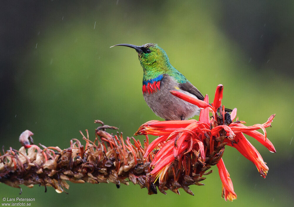 Southern Double-collared Sunbird