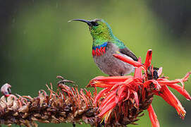 Southern Double-collared Sunbird