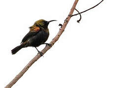 Copper Sunbird