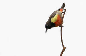 Anchieta's Sunbird