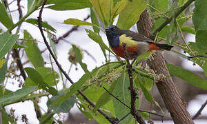 Anchieta's Sunbird