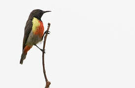 Anchieta's Sunbird