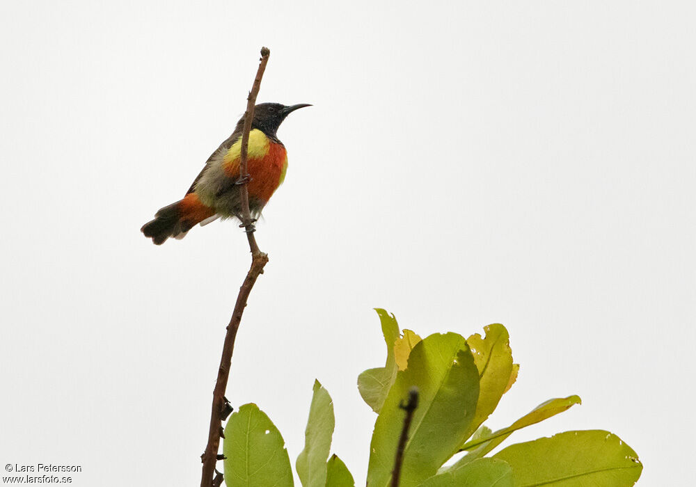 Anchieta's Sunbird